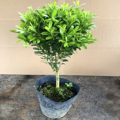 正宗雀舌瓜子黄杨千年矮树苗老桩盆景阳台庭院耐寒耐旱四季常青