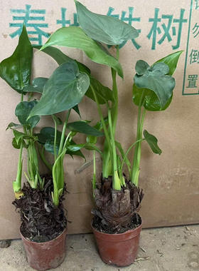 滴水观音盆栽千手观音水培植物室内花卉客厅净化空气好养桌面绿植