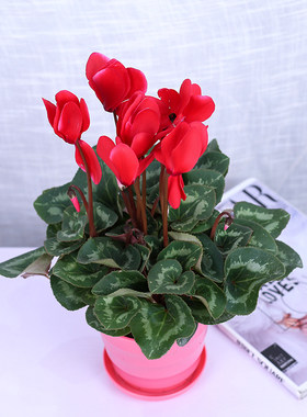 仙客来大苗盆栽好养庭院观花植物