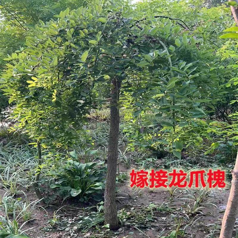 国槐黄金槐龙爪槐树苗嫁接占地绿化苗木南北方庭院别墅盆栽地栽苗