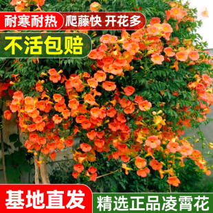 凌霄花爬藤大苗藤蔓阳台盆栽老桩庭院四季花卉植物炮仗花凌宵花苗