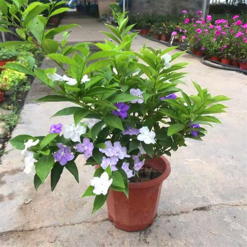 双色茉莉花盆栽非洲鸳鸯茉莉花苗树浓香四季开花虎头茉莉绿植好养