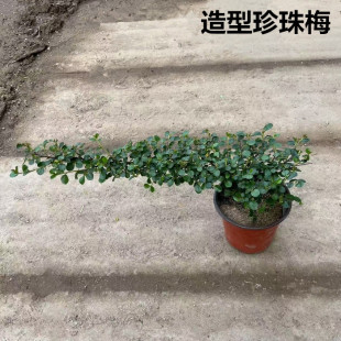珍珠梅盆栽游龙造型盆景耐热耐寒四季花卉好养易净化空气阳台老桩