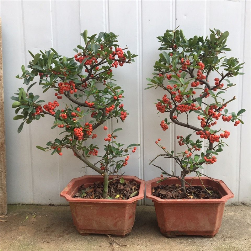 火棘吉祥果盆景树桩四季常绿观花观果盆栽室内外带果发货年宵花卉