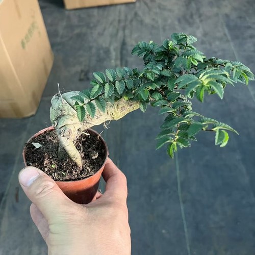 提根榆树盆景小叶榔榆新款桌面小型盆栽室内好养绿植禅意净化空气