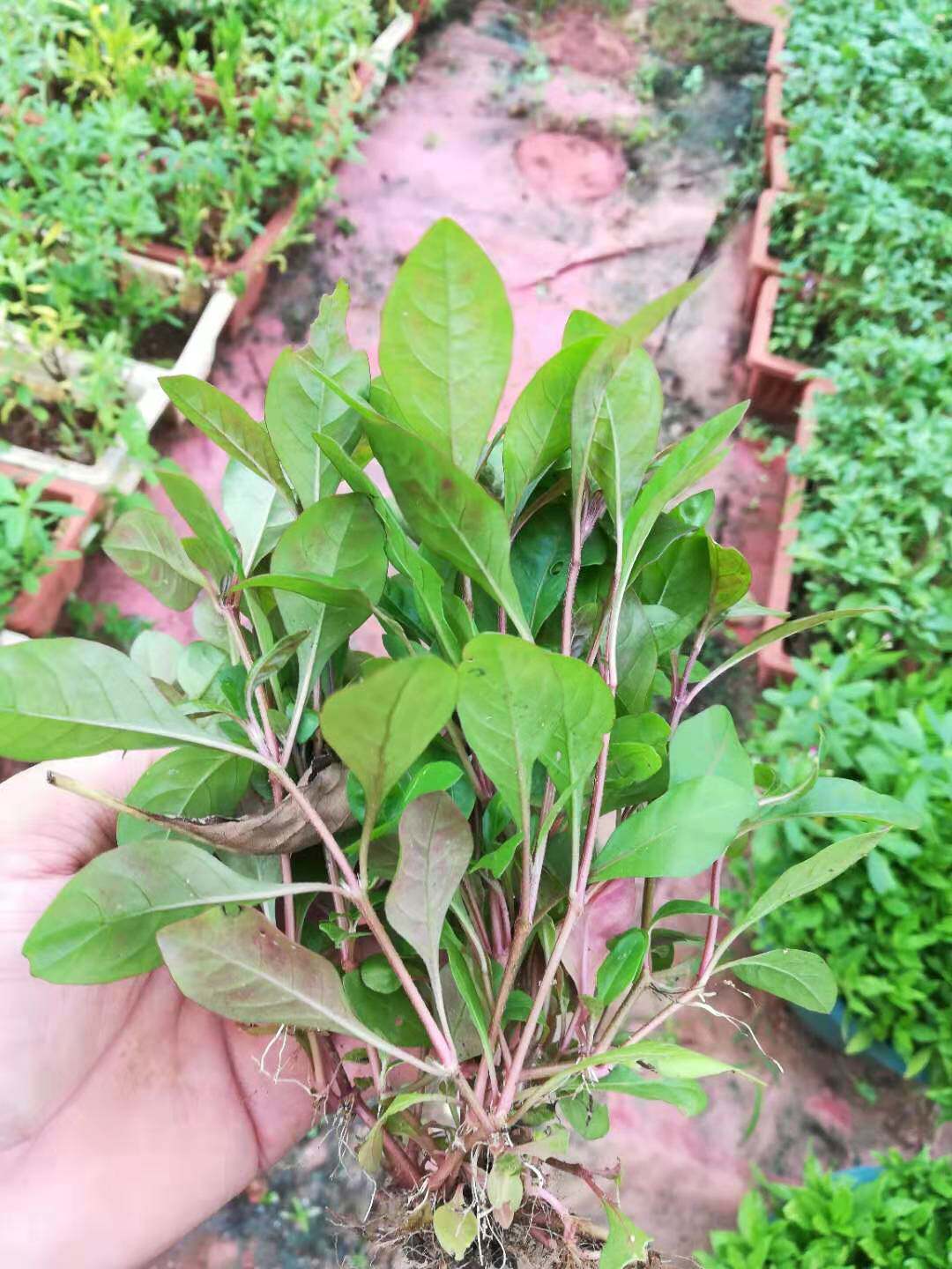 台湾红枸杞菜苗