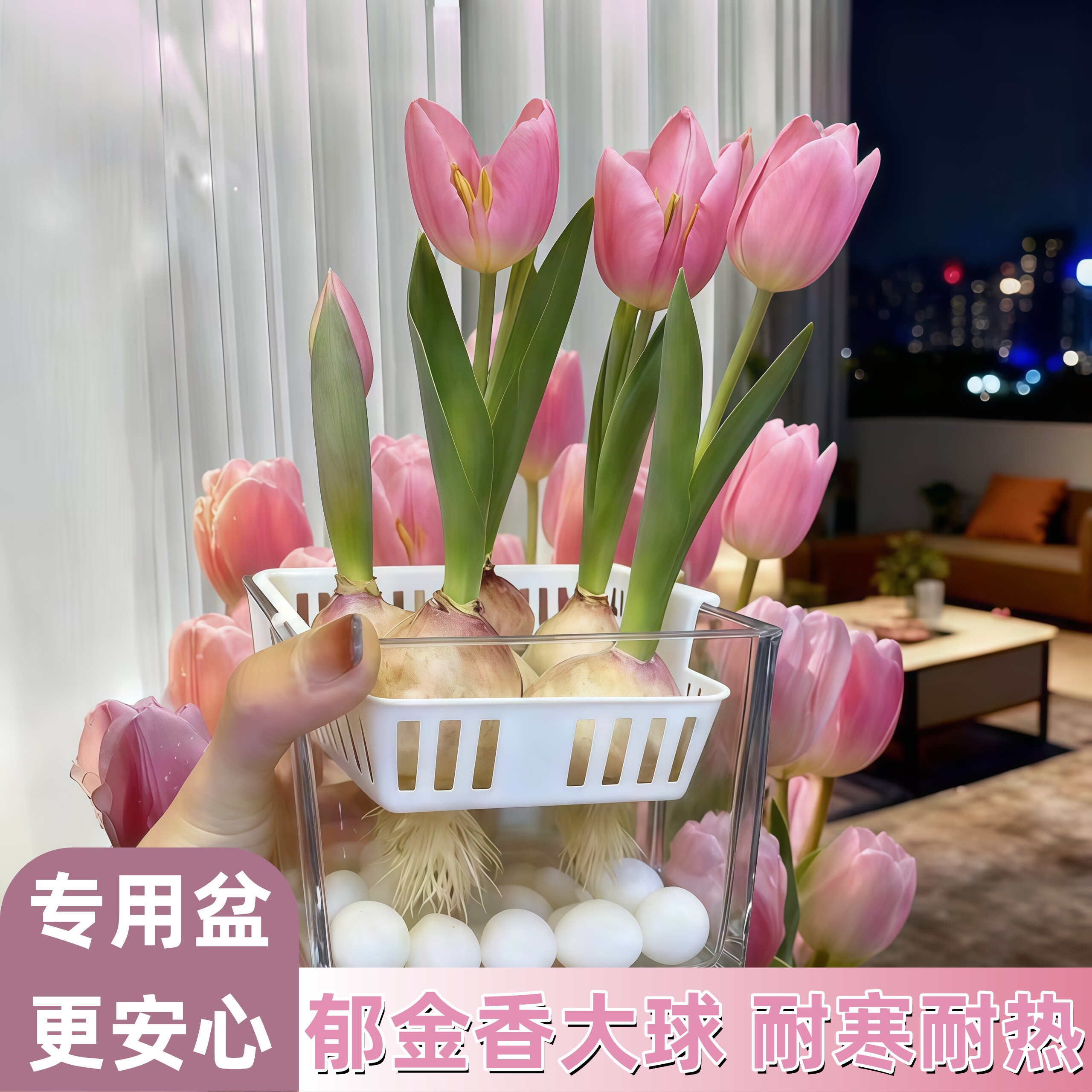 郁金香种球水培花卉植物室内花四季开花种子盆栽花苗土培水养好活