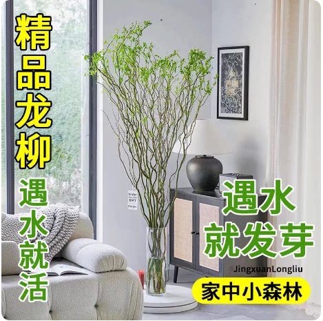 【基地直发】高端龙柳鲜枝水培植物室内好养活客厅绿植花卉