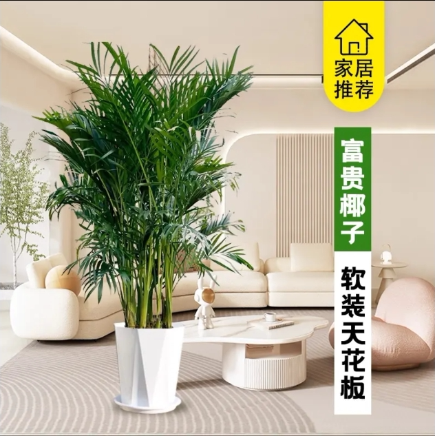 富贵椰子懒人绿植超级好养