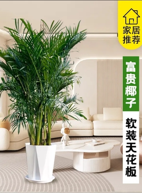 富贵椰子懒人绿植超级好养
