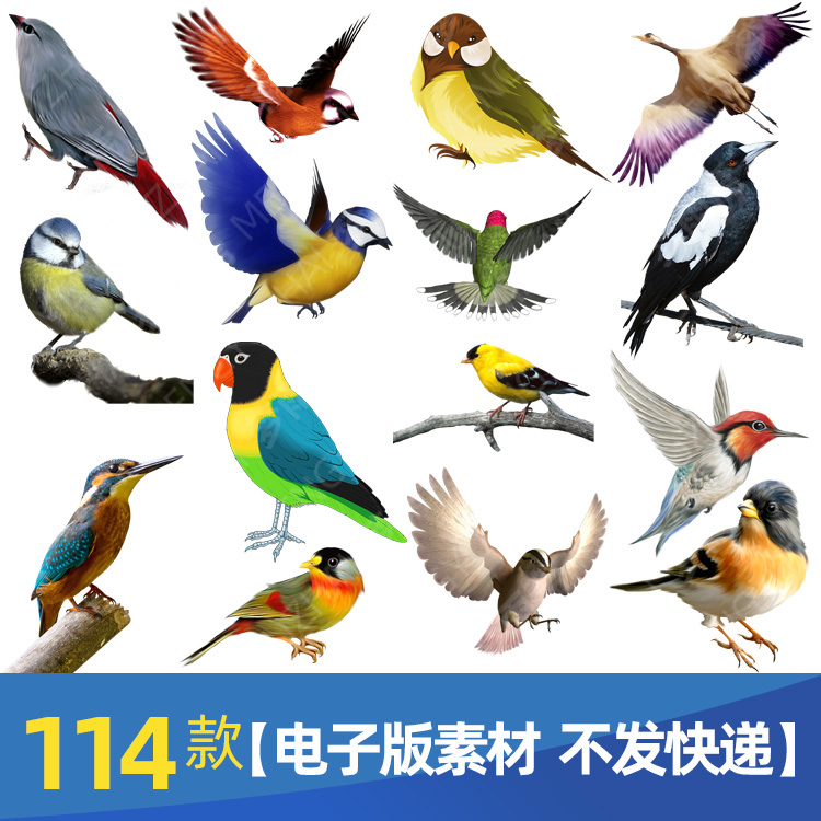 漂亮的各种鸟类小鸟禽类动物png格式免抠元素透明底图片设计素材