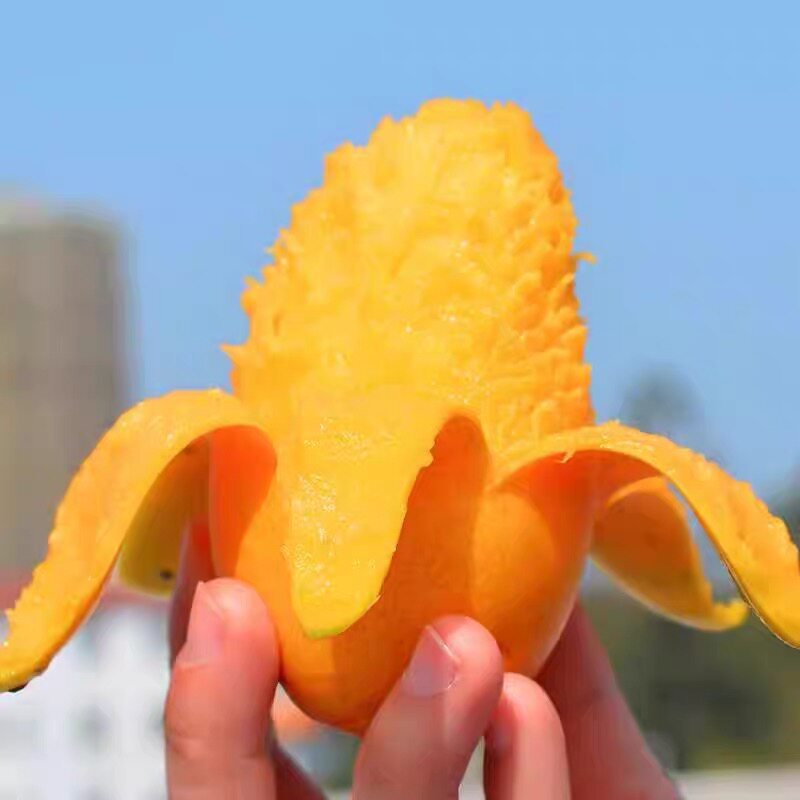百色四季台农芒果新鲜香芒包邮带箱应季时令孕妇水果特大海南台芒
