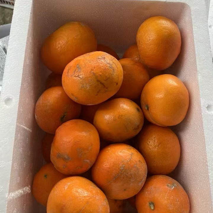 广西武鸣自家沃柑新鲜小甜柑薄皮好吃桔子香甜可口整箱包邮,水产肉类/新鲜蔬果/熟食,桔子,淘宝优惠券,粉丝福利购,淘宝优惠卷