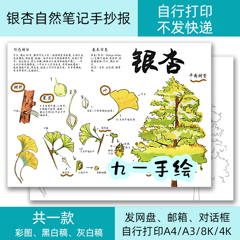 银杏生长手抄报自然笔记模板电子线稿打印涂色小学8k开14开a4a3