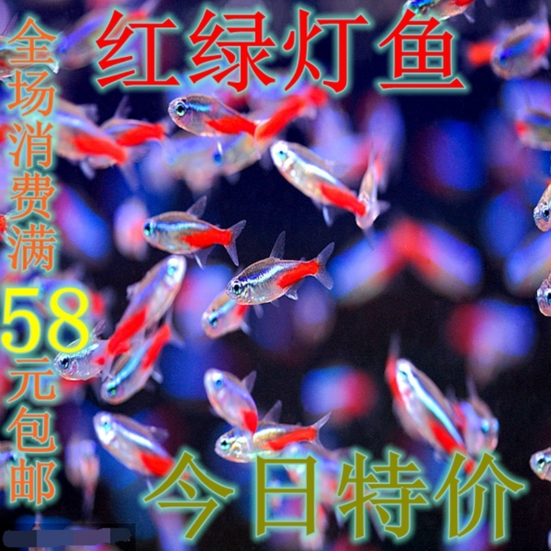 红绿灯鱼活体宝莲灯三角灯帝王灯蓝眼灯活体樱桃灯红斑马红鼻剪刀