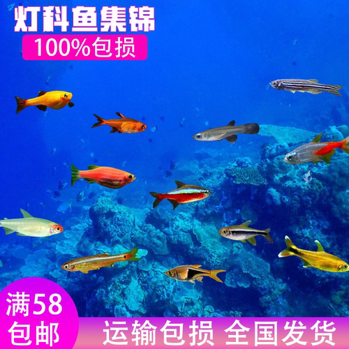 灯鱼草缸淡水鱼红绿灯