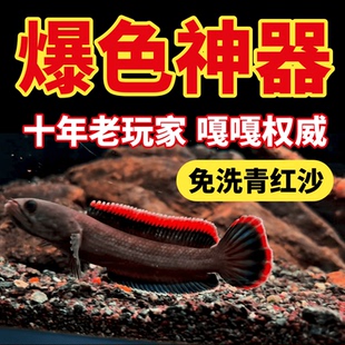 免洗青红沙偏暗灰青沙青灰红沙雷龙专用原生鱼缸造景沙雷龙底沙灰