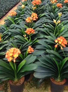 君子兰盆栽兰花办公室内植物名贵花卉客厅旺宅绿植大盆景高端礼物