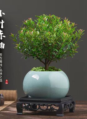 小叶赤楠老桩盆景苗植物花卉微景观水培办公室内好养四季常青盆栽