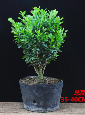 黄杨盆景耐寒办公室内盆栽四季常青好养客厅花卉庭院树苗桌面绿植
