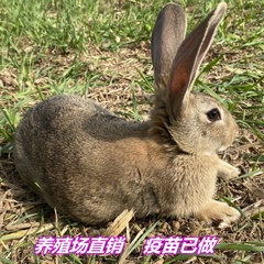 种兔活物大型肉兔公母一对成年食用家养兔比利时小兔幼苗兔子活体