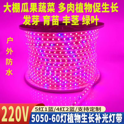 220V植物生长补光灯带大棚多肉育