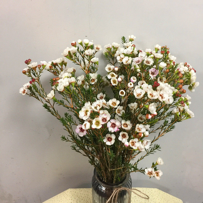 澳梅澳洲腊梅鲜切鲜花速递家用瓶插花艺多色可选江浙沪皖两扎包邮