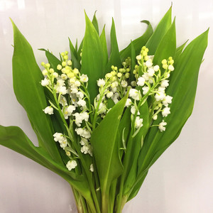 铃兰鲜花速递江浙沪皖两扎包邮