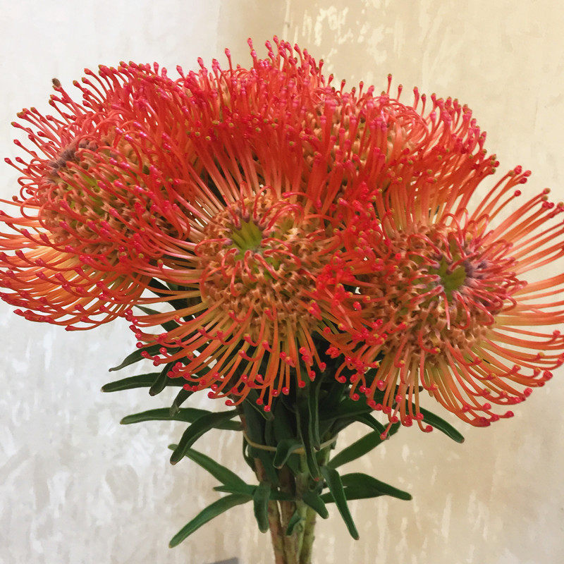 针垫鲜切花南非进口鲜花速递木本花期长家用瓶插生活花艺婚礼插花