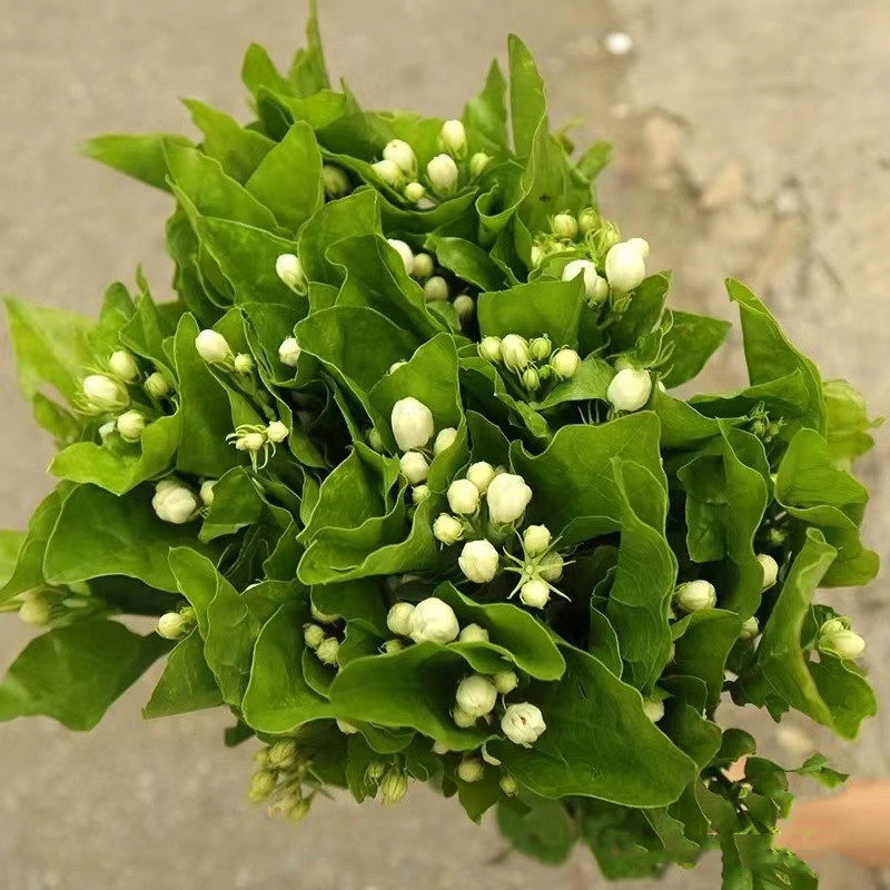 茉莉花鲜切花小清新栀子花上海鲜花速递家用瓶插江浙沪皖两扎包邮