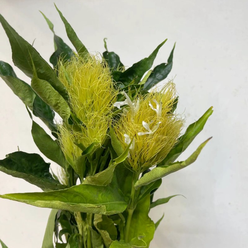 白金羽花精灵草鲜切花上海鲜花速递家用瓶插花艺江浙沪皖两扎包邮
