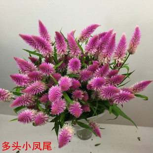 包邮 多头凤尾鲜切花上海鲜花速递江浙沪皖两扎 家用瓶插花束辅材
