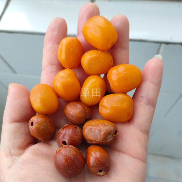 diy原籽蜜蜡果散珠菩提籽种