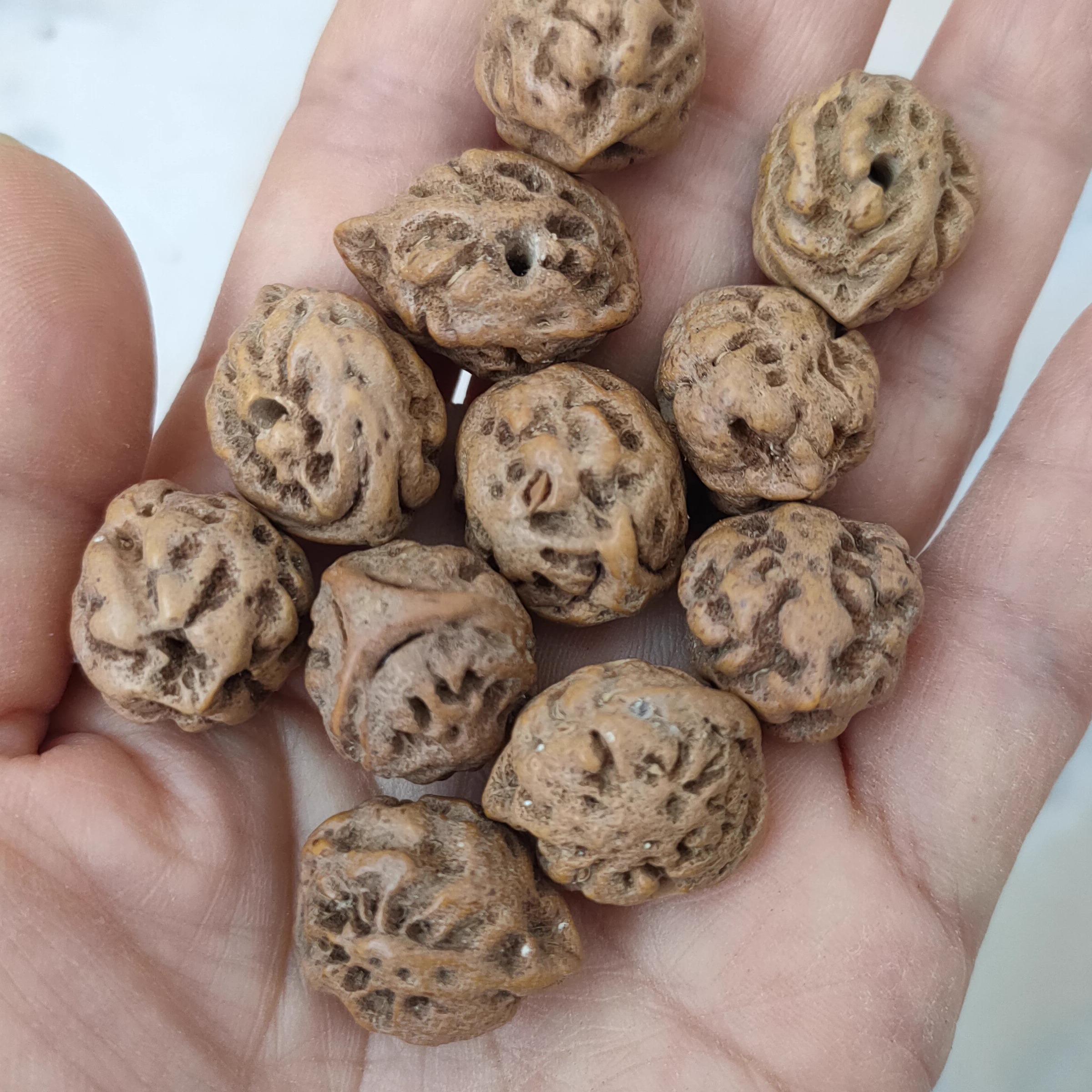 diy原籽龙眼散珠菩提籽种特价