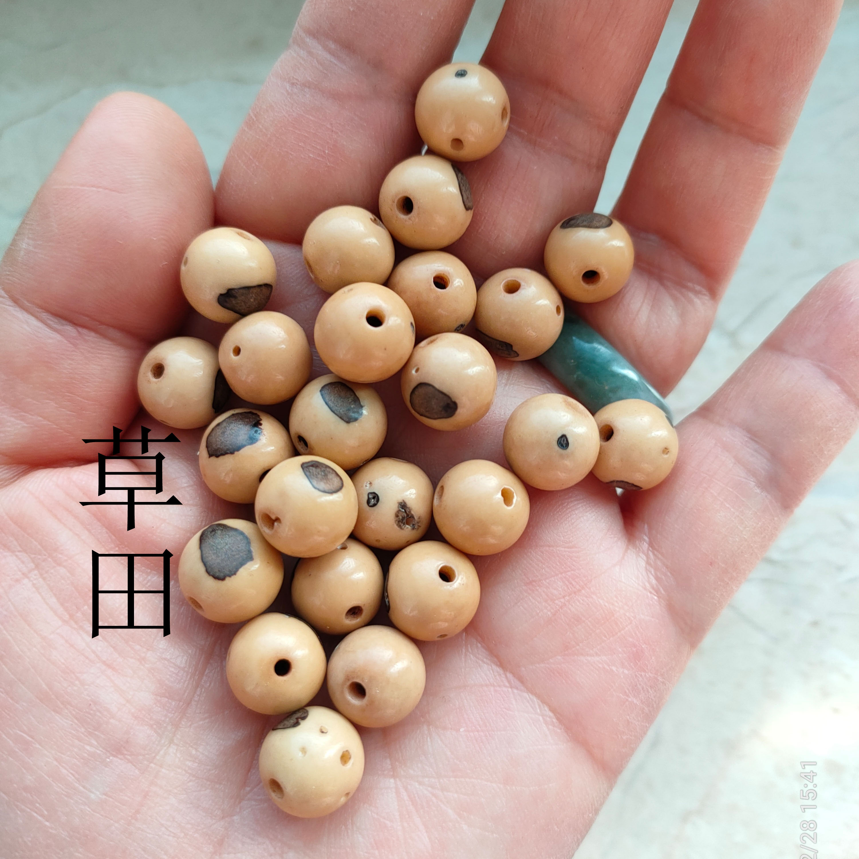 diy原籽大佛眼散珠菩提籽种特价