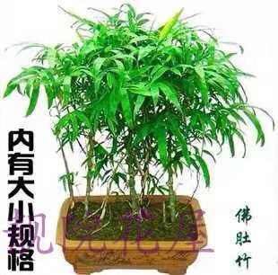 枝干矮小竹子盆栽凤尾竹又叫观音竹 阔叶箬竹佛肚竹盆景米竹