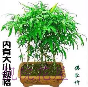 枝干矮小竹子盆栽凤尾竹又叫观音竹 阔叶箬竹佛肚竹盆景米竹