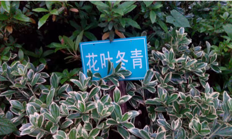 庭院绿化苗木 金边黄杨 花叶冬青可盆栽 绿篱 色块专用 彩色植物在类目 鲜花速递/花卉仿真/绿植园艺, 花卉/绿植盆栽（新）, 绿植中 - 来自Buy2taobao.com提供专业的淘宝代购服务