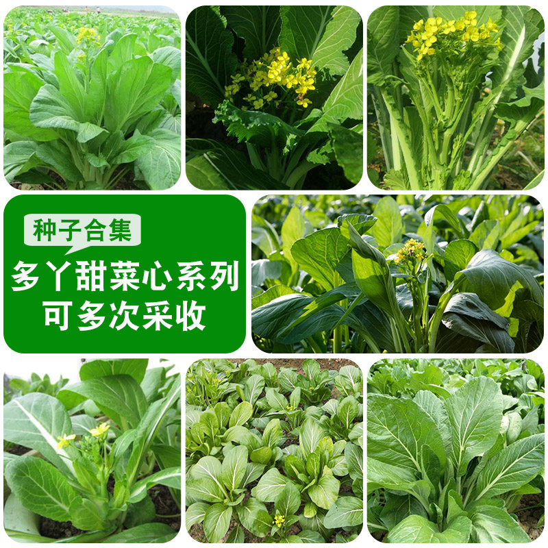 广东连州增城菜心种子四季迟菜心蔬菜种孑多枝多芽甜菜心菜种籽f1