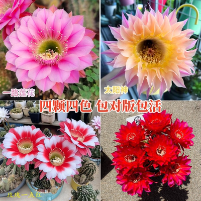 开大花仙人球好养耐旱