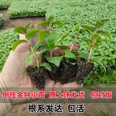 倒挂金钟小苗4棵+肥料 阳台吊兰灯笼花盆栽花卉