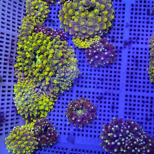 CORALFINE珊瑚工坊台湾sps珊瑚硬骨rrc金针断枝快递包损