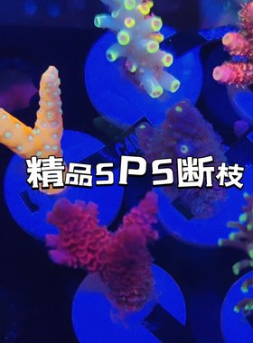 精品美国RR断枝台湾sps珊瑚断枝硬骨发色人工繁殖活体快递包损