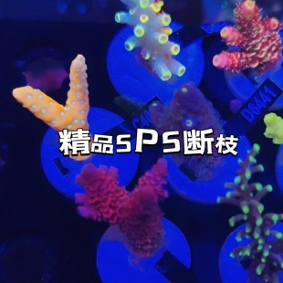 精品美国RR断枝台湾sps珊瑚断枝硬骨发色人工繁殖活体快递包损