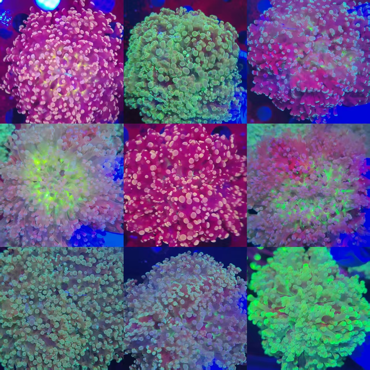 精品玫瑰金蛙卵提子花瓶