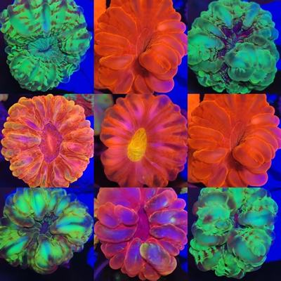 精品红水晶脑绿水晶脑