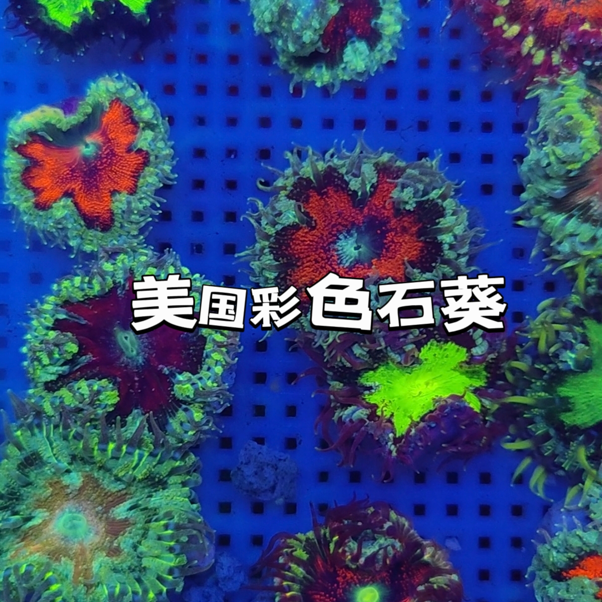 CORALFINE珊瑚工坊台湾sps珊瑚硬骨蓝眼泪断枝快递包损