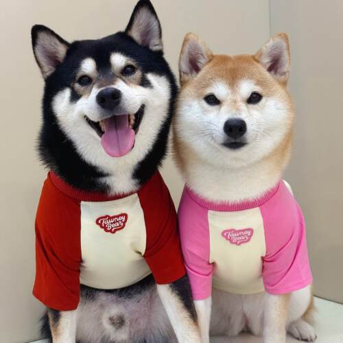 狗狗衣服夏装T恤柴犬比熊雪纳瑞