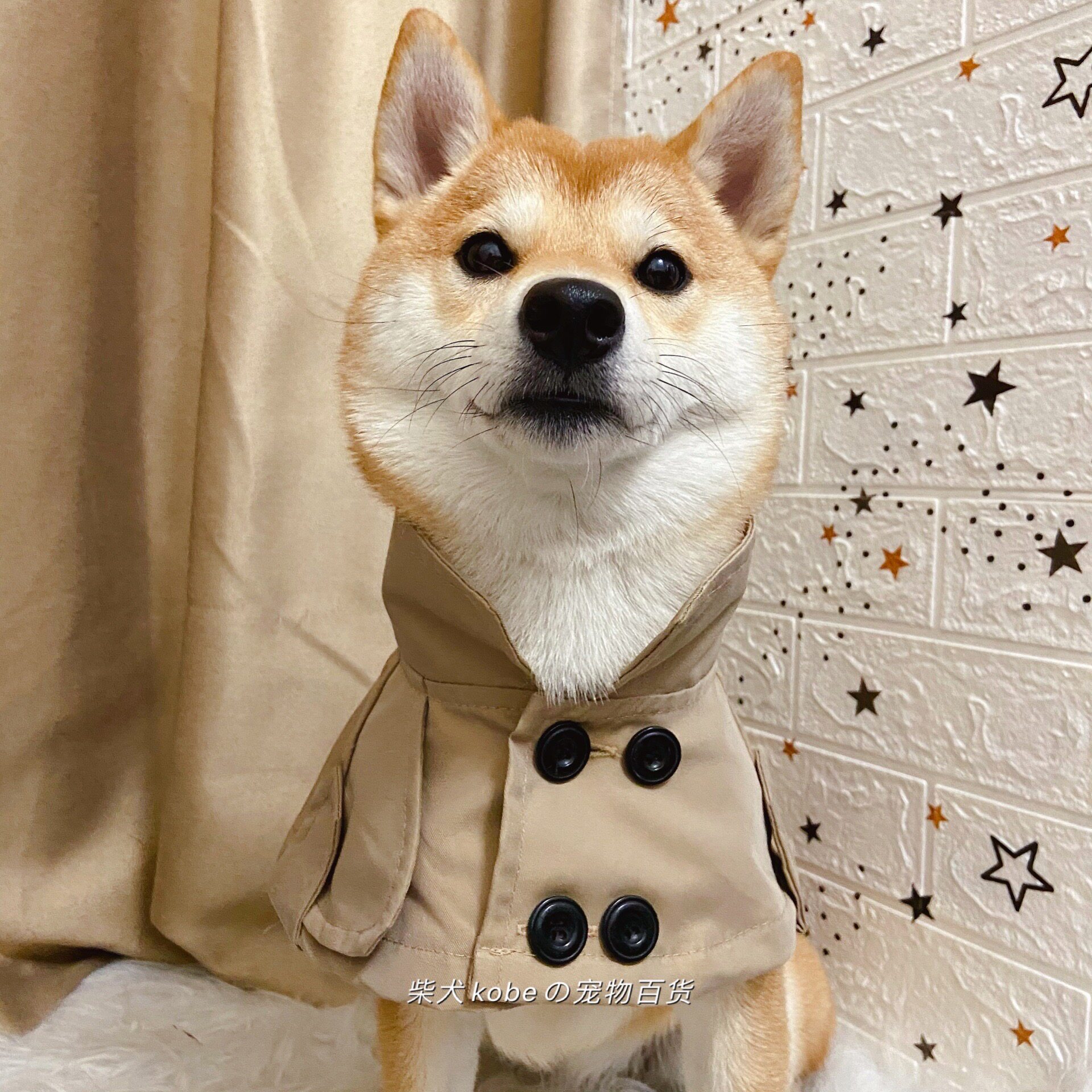 b家柴犬比熊柯基法斗英伦风绑带卖萌口水巾狗狗围脖风衣斗篷包邮