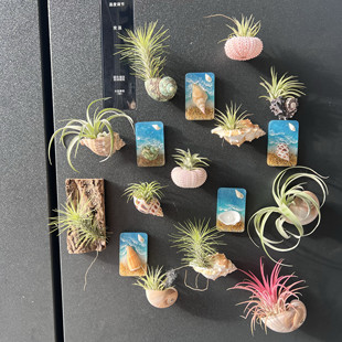 空气凤梨支架 迷你绿植冰箱贴海景系列懒人绿植花卉盆栽无土栽培